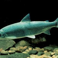 Blaufelchen (Renke)