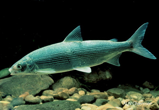 Blaufelchen (Renke)
