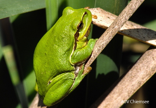 Laubfrosch