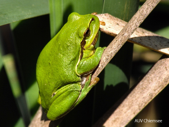 Laubfrosch