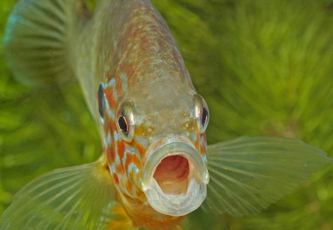 Sonnenbarsch