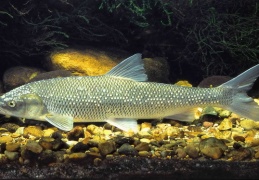 Fische - display this album Fische