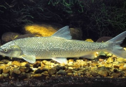 Perlfisch