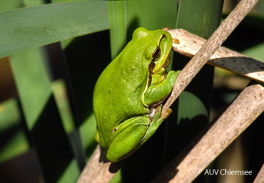 Laubfrosch