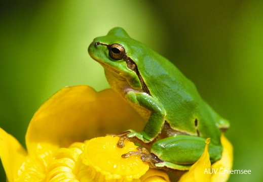 Laubfrosch auf Teichrosenblüte