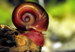 Posthornschnecke