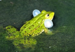 Teichfrosch