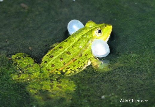 Amphibien, Reptilien