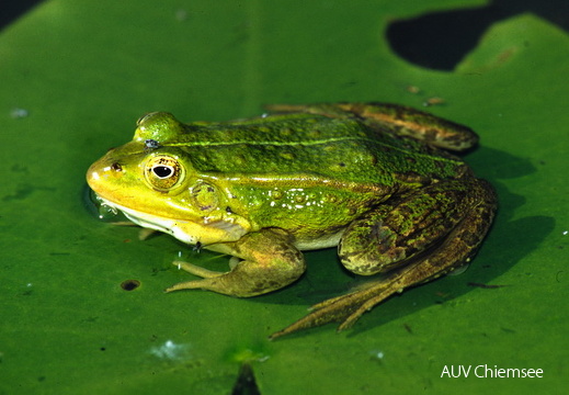 Teichfrosch