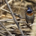 Blaukehlchen