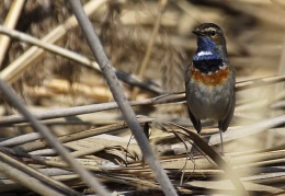 Blaukehlchen