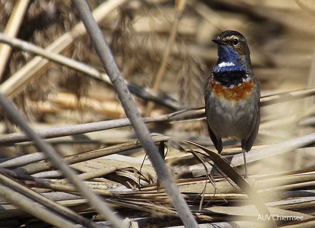 TiW-Moor-as-Blaukehlchen-AS.jpg