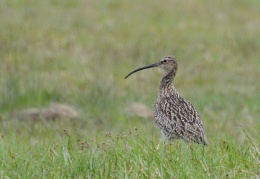 Brachvogel