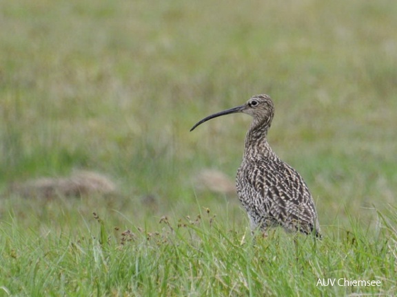 Brachvogel