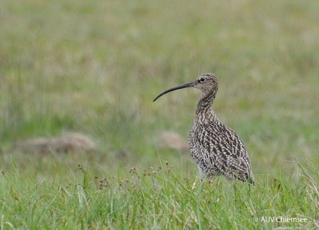 TiW-Moor-as-Brachvogel_AS.jpg