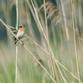 Braunkehlchen