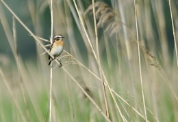 Braunkehlchen