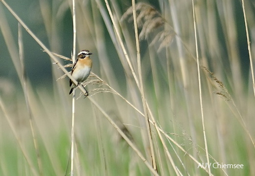 Braunkehlchen