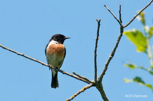 TiW-Moor-as-Schwarzkehlchen_AS.jpg