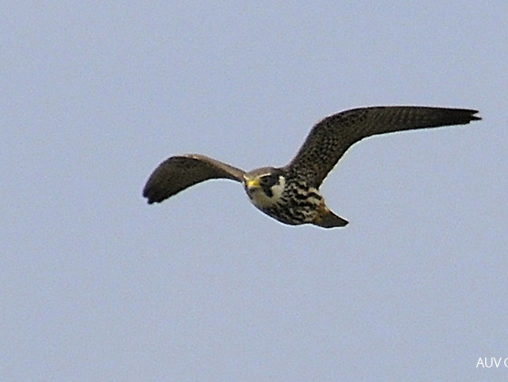 Baumfalke