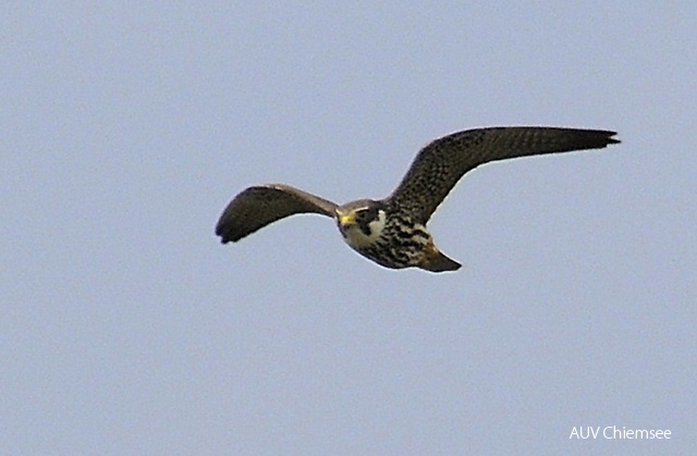 TiW-Wald-as-Baumfalke_AS.jpg