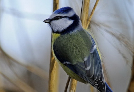 Blaumeise
