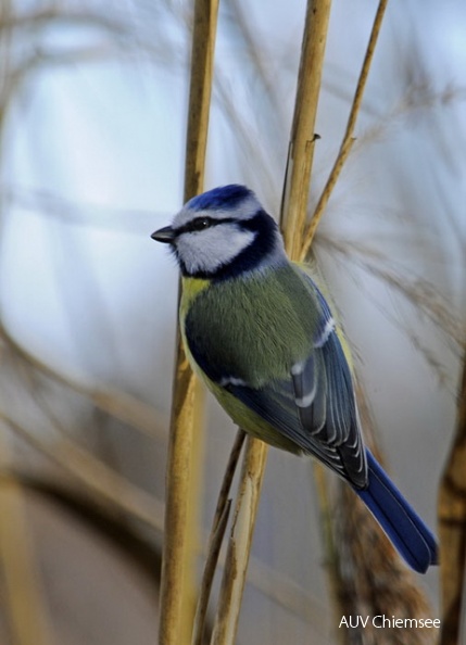 TiW-Wald-as-Blaumeise_AS.jpg