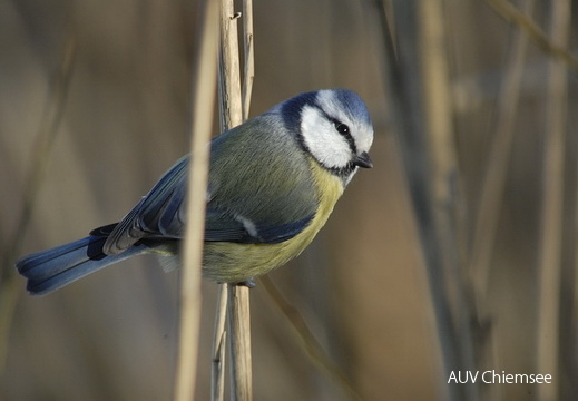 Blaumeise