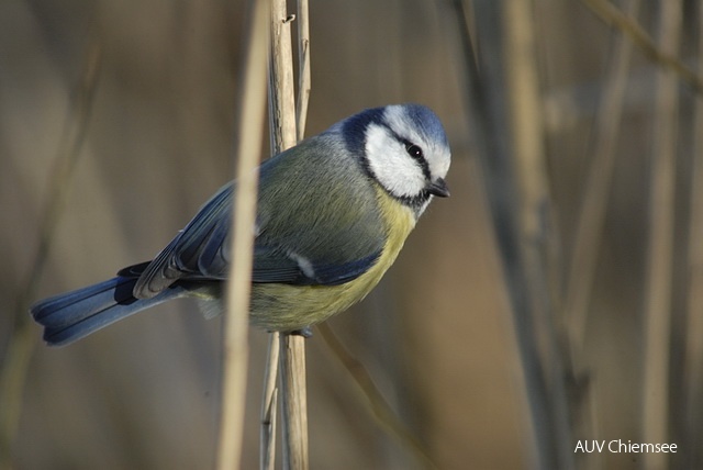 TiW-Wald-hz-Blaumeise_HZ.jpg