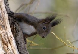 Eichhörnchen