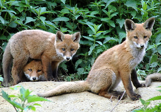 Fuchs Nachwuchs 2