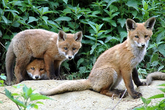 Fuchs Nachwuchs 2