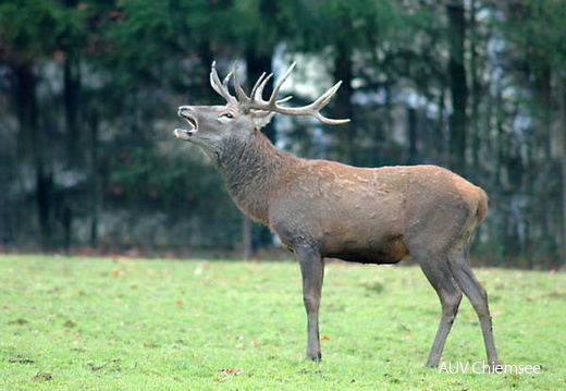 Hirsch