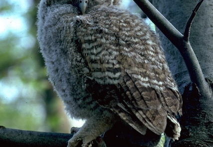 Waldkauz Jungvogel