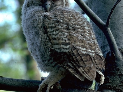 Waldkauz Jungvogel