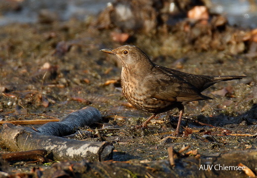 Amsel-Weibchen