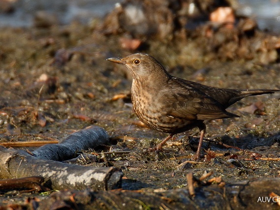 Amsel-Weibchen