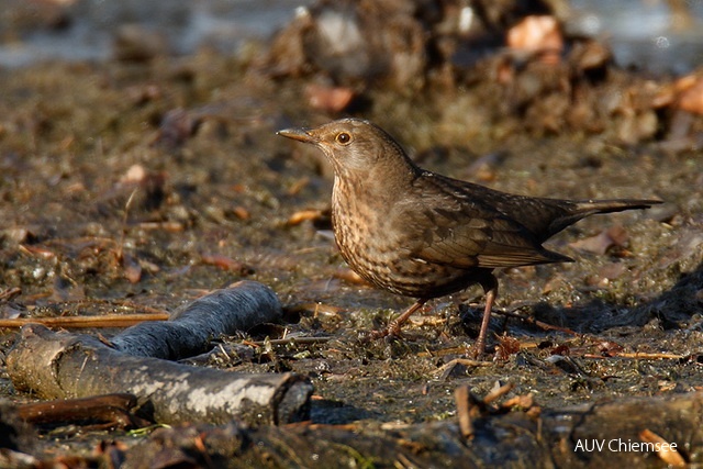 TiW-Wald-js-Amsel-Weibchen_JS.jpg