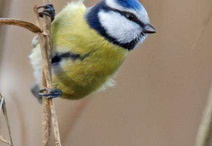 Blaumeise