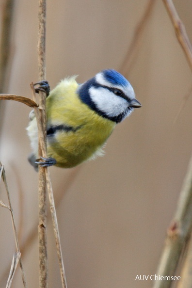 TiW-Wald-js-blaumeise_JS.jpg