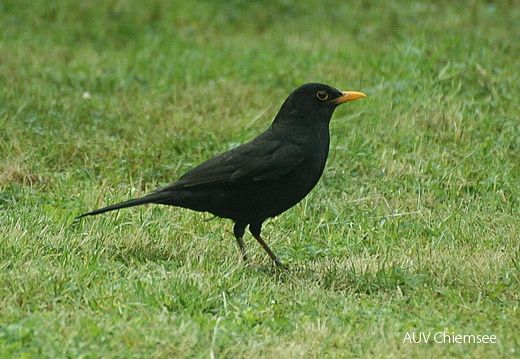 Amsel-Männchen