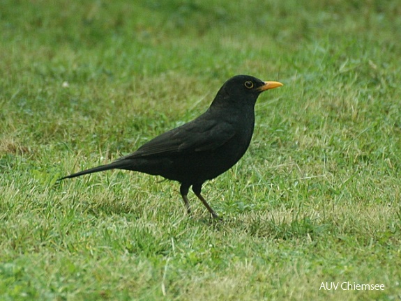 Amsel-Männchen