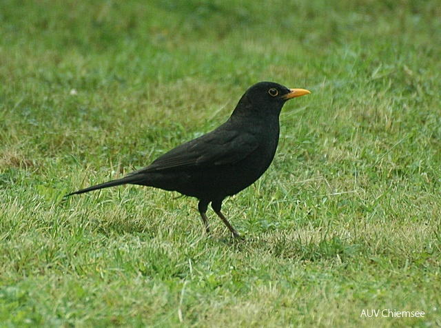 TiW-Wald-ml-Amsel-M_nnchen-milo.jpg