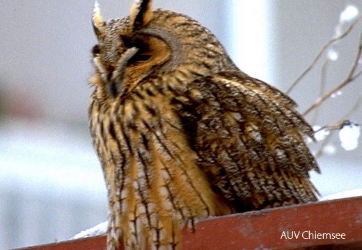 Waldohreule