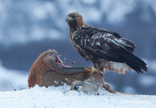 Steinadler