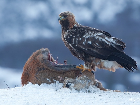 Steinadler