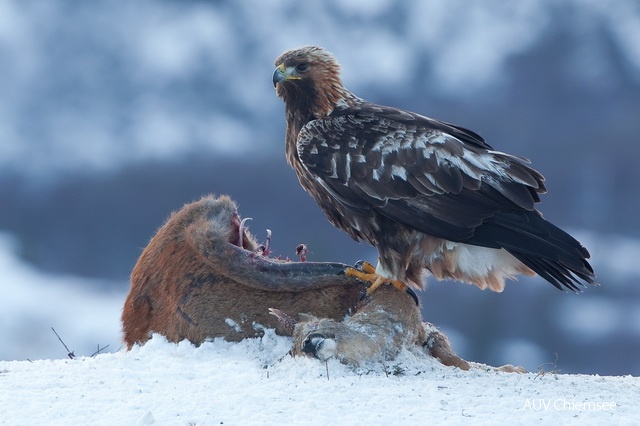 Steinadler