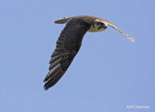 TiW-Berg-as-Wanderfalke_AS_DSC2591_3.jpg