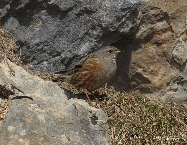 TiW-Berg-ff-Alpenbraunelle-FF.jpg