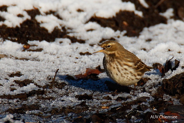 TiW-Berg-hb-Bergpieper_HB_031208_JS.jpg